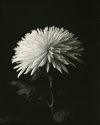 Flowers 1