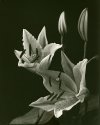 Flowers 2