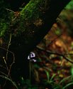 Bluebell