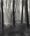 Infrared bluebells and mist