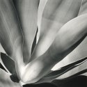 Yucca