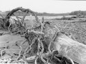 Driftwood at the river