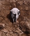 Old sheep's skull