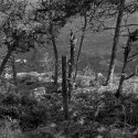 Point Lobos, April 2009