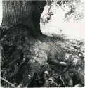 Next Lith from an older image I just scanned