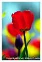 Tulip Time 4