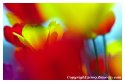 Tulip Time 12