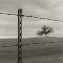 Fence and Tree