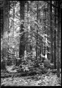 Federation Forest