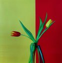 Tulip 2
