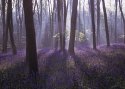 Bluebells and Mist 1