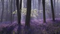 Bluebells and Mist 2