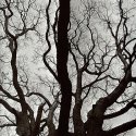 Sinuous Branches