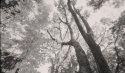 canopy