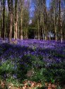 Blue Bell woods Wiltshire