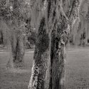 peeling and moss