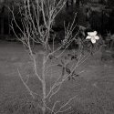 struggling magnolia