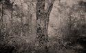 eaten tree