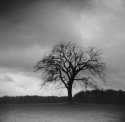 lone tree