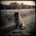 the dog