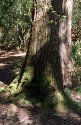 Tree at Borthwood