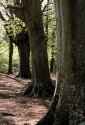 Three Trees