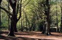 More Trees!