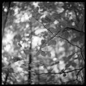 In The Shadow of Trees #1