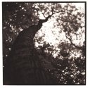 In The Shadow Of Trees #2