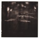 In The Shadow Of Trees #3