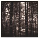 In The Shadow Of Trees #4