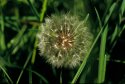 Dandilion