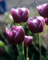 purple tulip