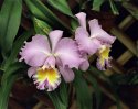 BLC Marcella Koss 'Pink Marvel' AM/AOS