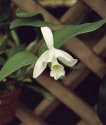 Cattleya Skinneri alba (sp.)