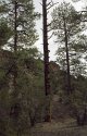 The Climbing Tree