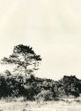 Beach Tree