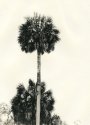 Lone Palm
