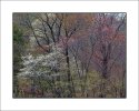 Springtime in Potter County, PA
