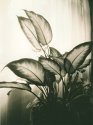 House Plant Lith Print