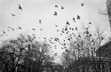 birds2