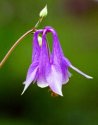 Wild Flower