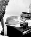 Catnap