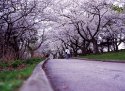 Last of the Cherry Blossoms