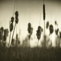 Cattails