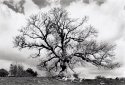 Ancient Tree