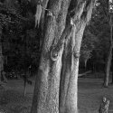 trees