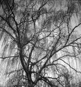 The Fall