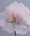 Peony in bloom