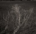 sawgrass study